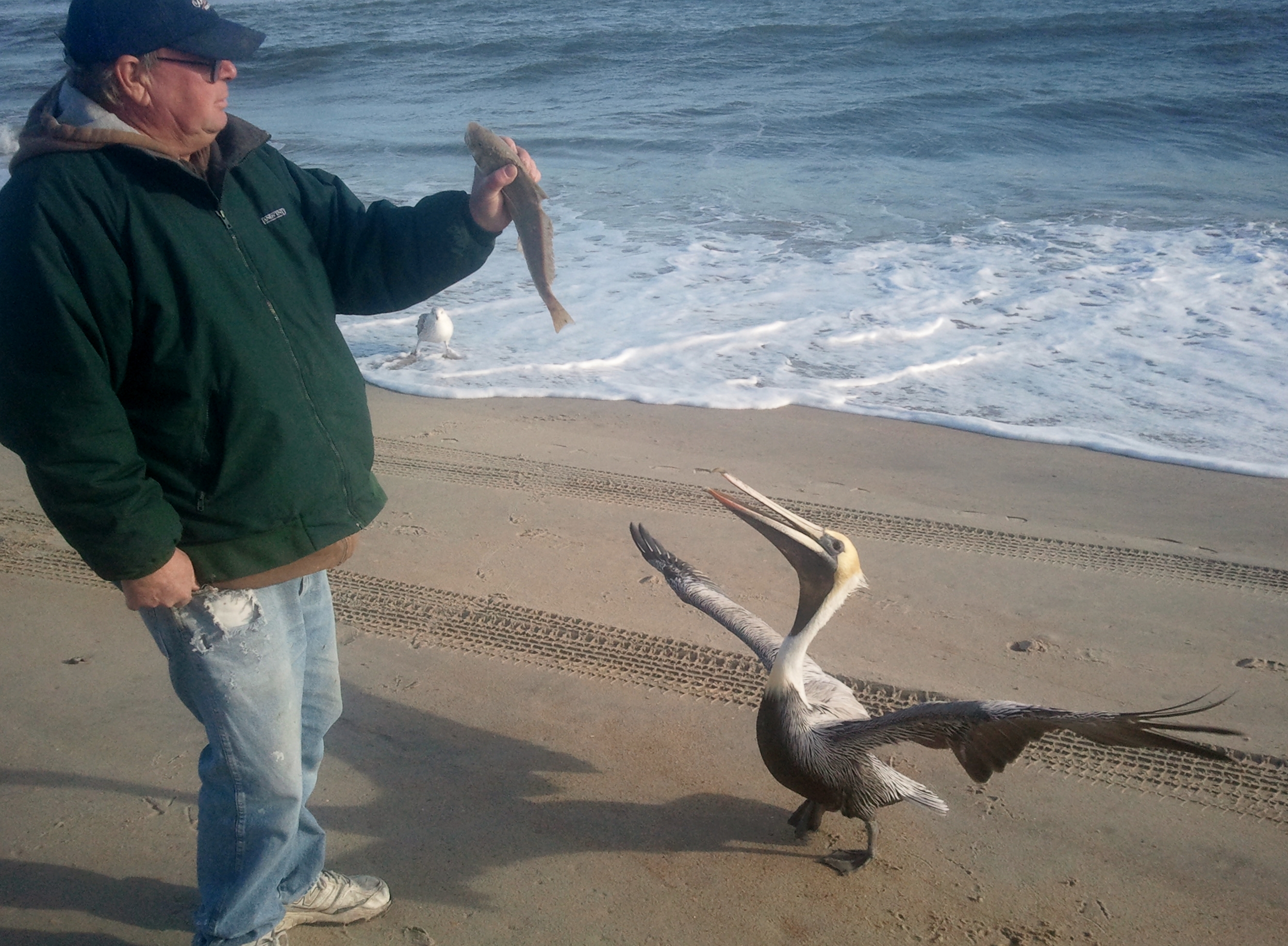 hatteras island fishing sea mullet and pelican