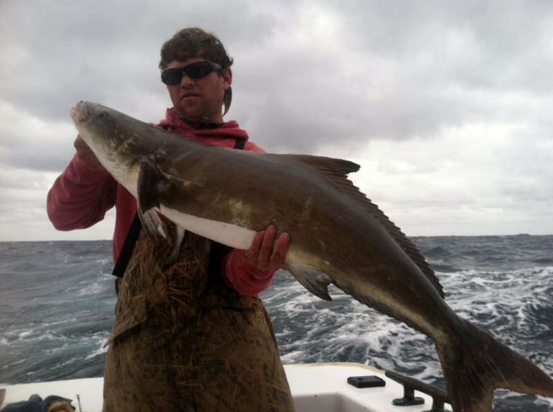 cobia fishing hatteras nc