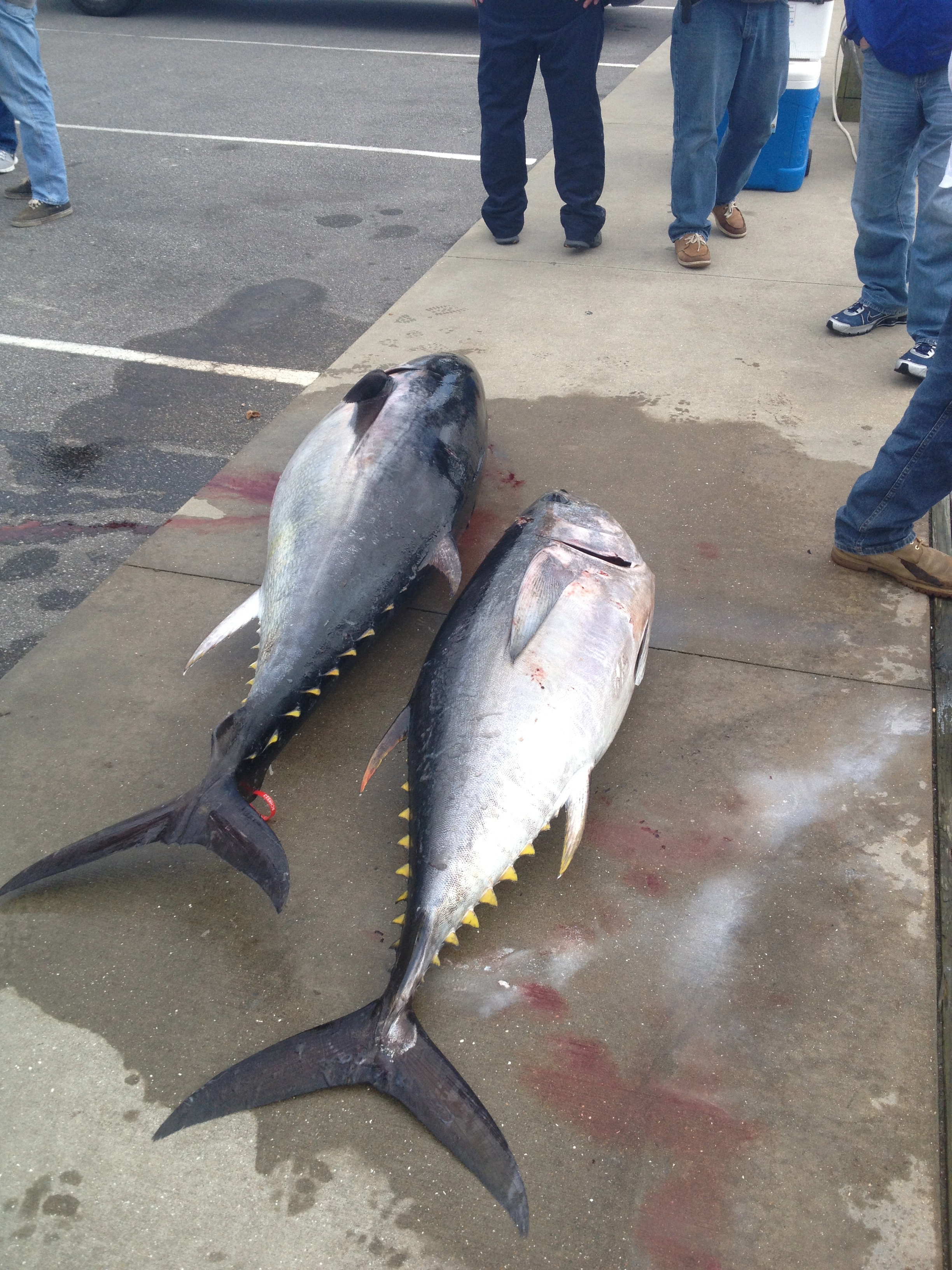 bite me big eye and bluefin tuna hatteras island