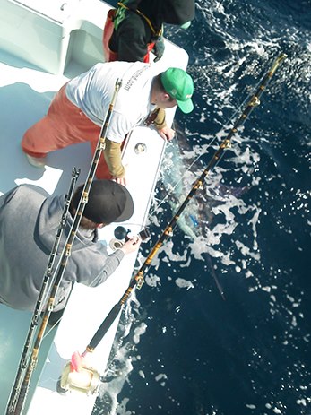 tuna duck blue marlin hatteras island