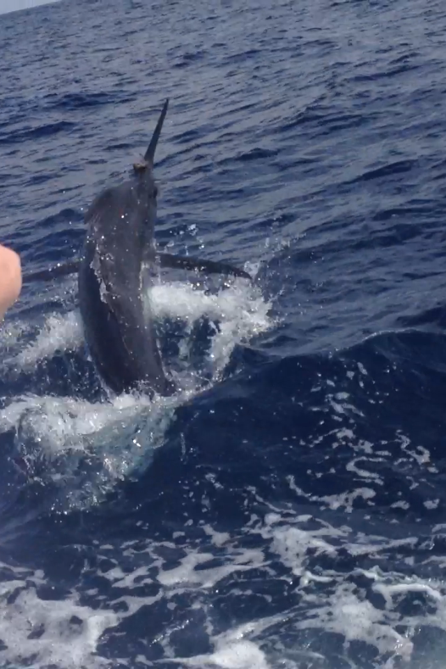 blue marlin fishing hatteras nc