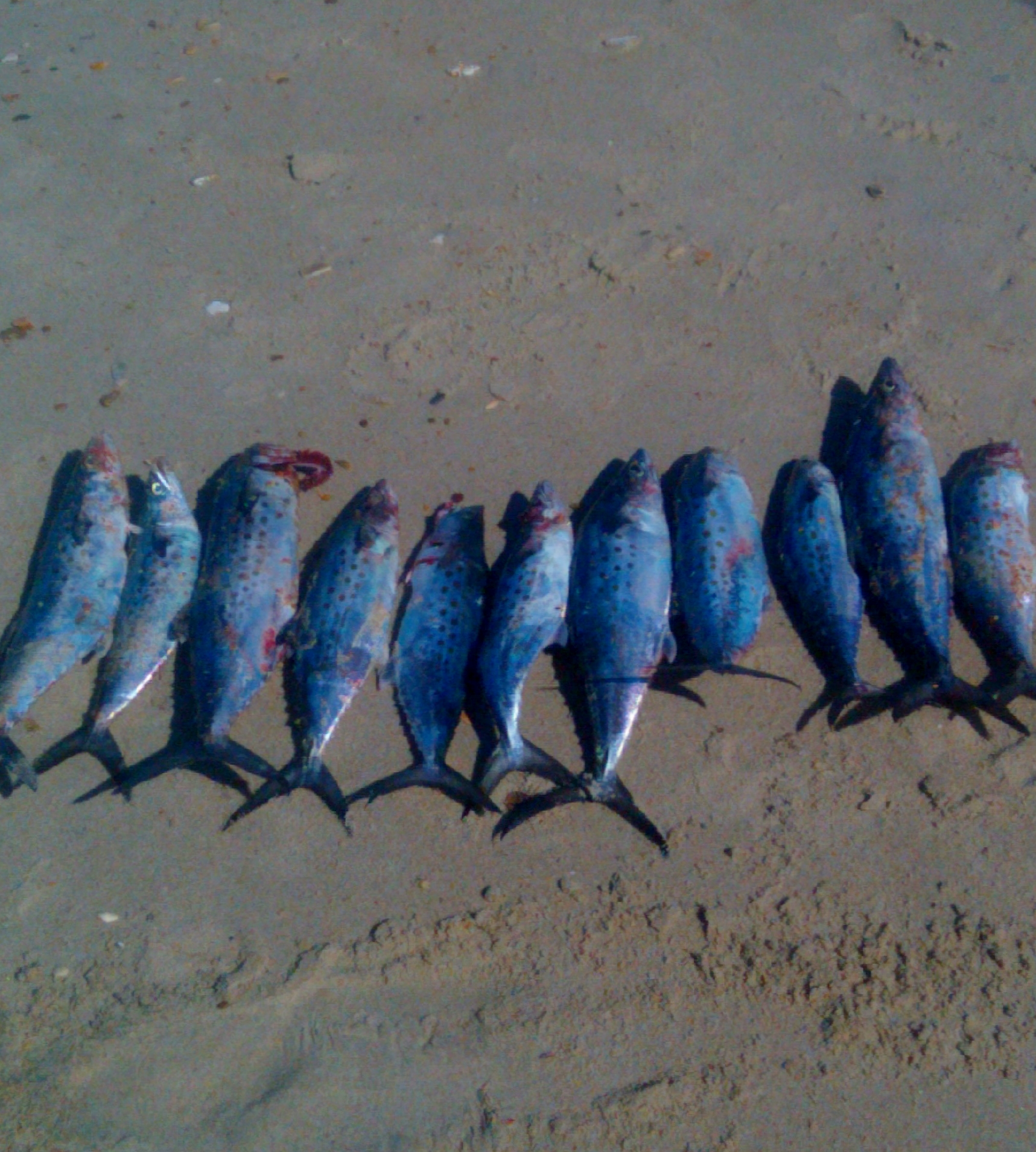 spanish mackerel cape point hatteras nc