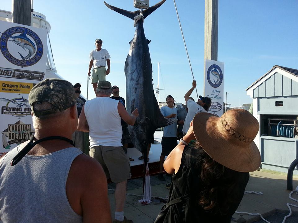 hatteras fever blue marlin 393 lbs