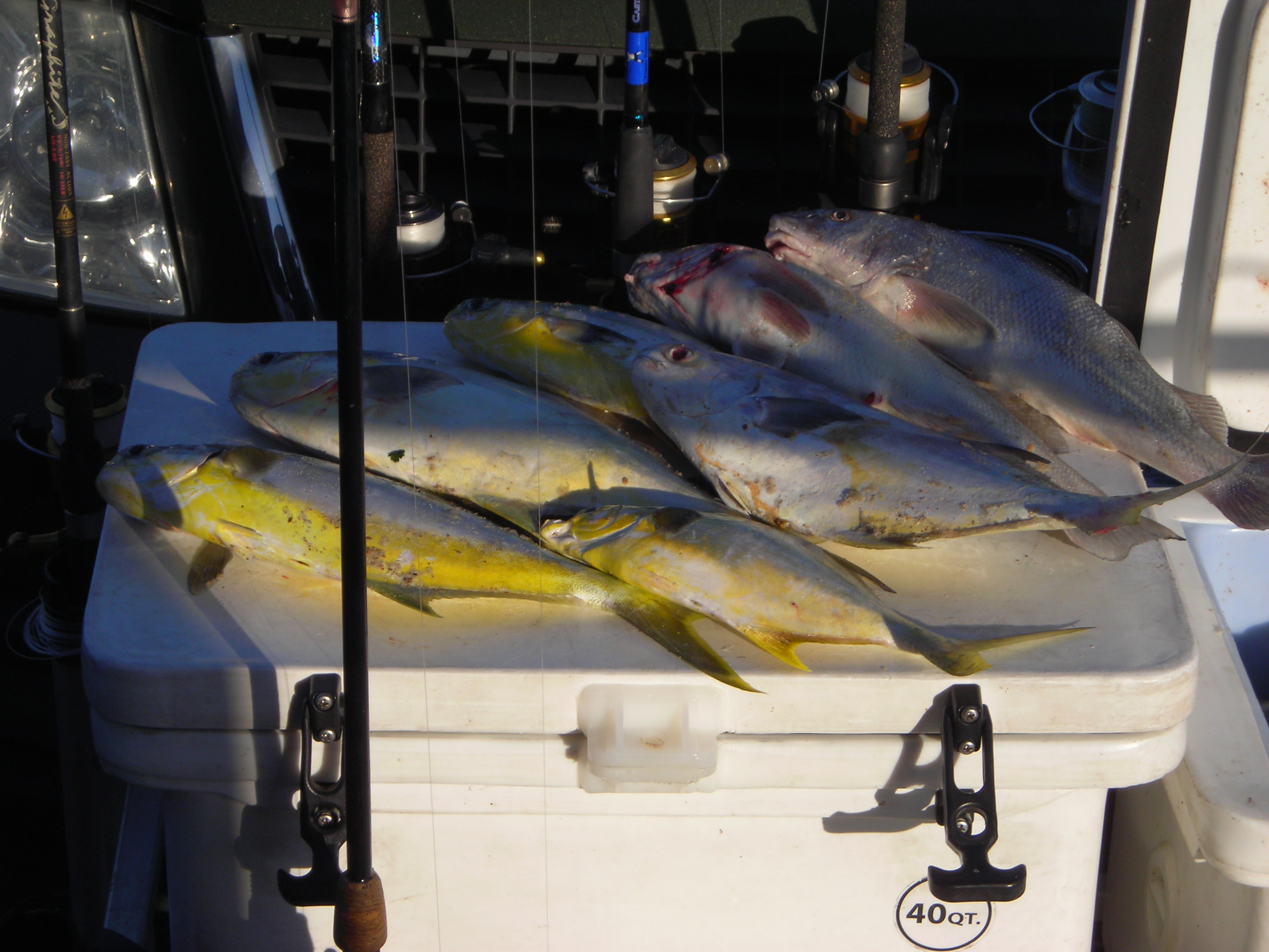 pompano and sea mullet on river rig