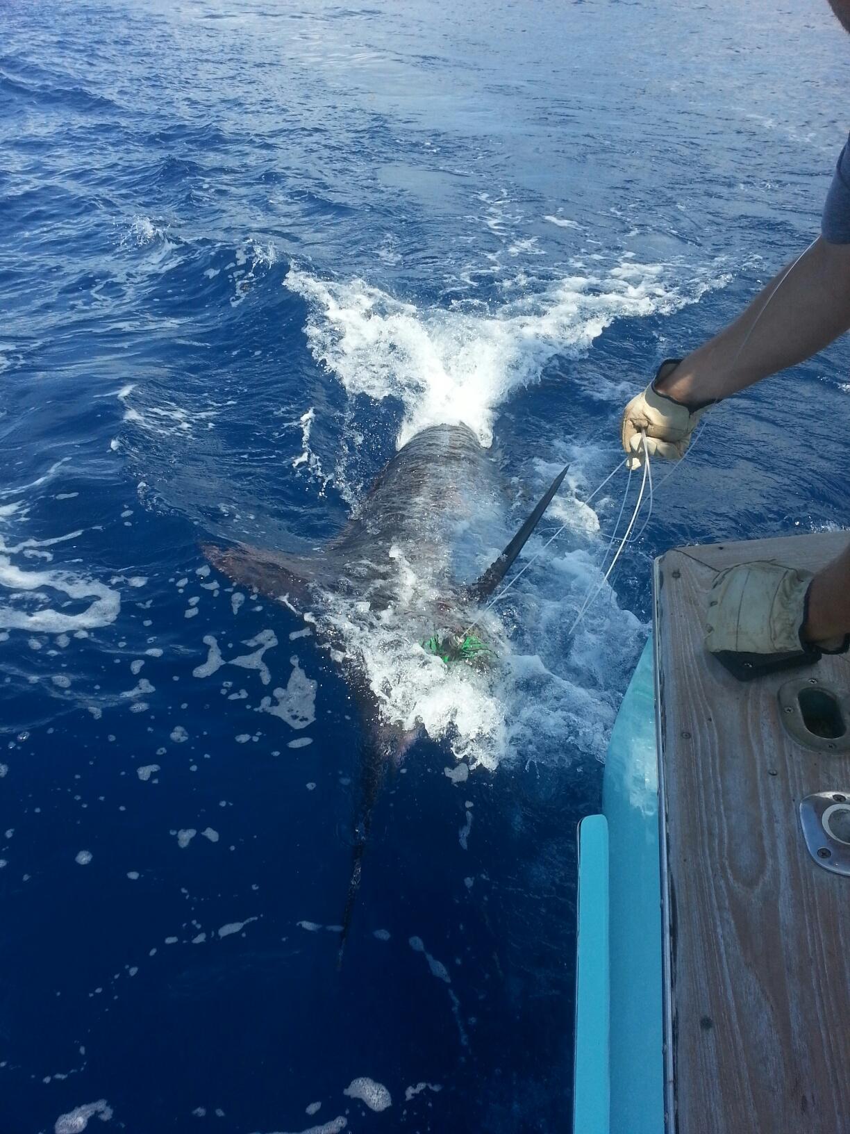 blue marlin hatteras nc