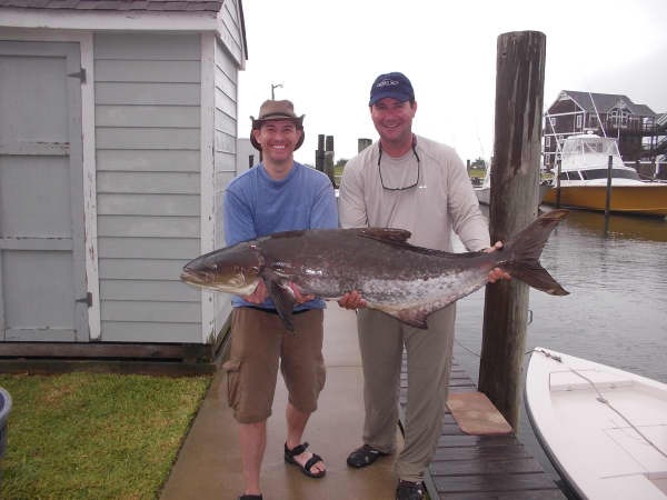 cobia hatteras island