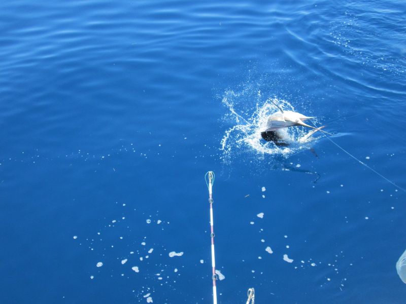 sailfish on the godspeed charter boat