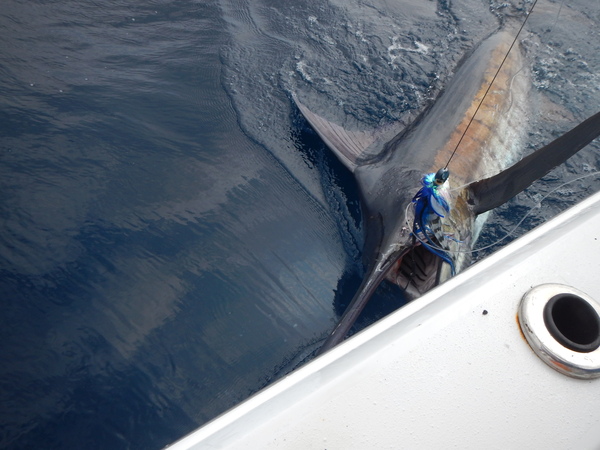 blue marlin hatteras nc kite hatteras