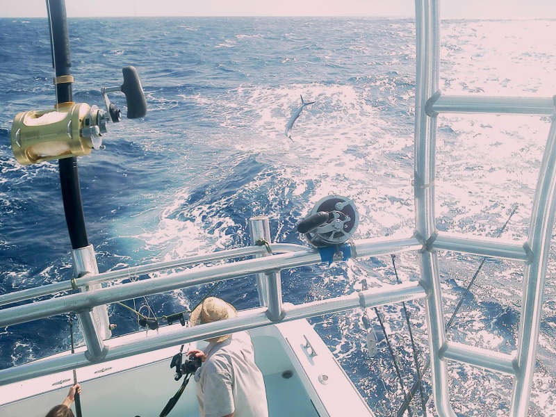 sailfish hatteras nc