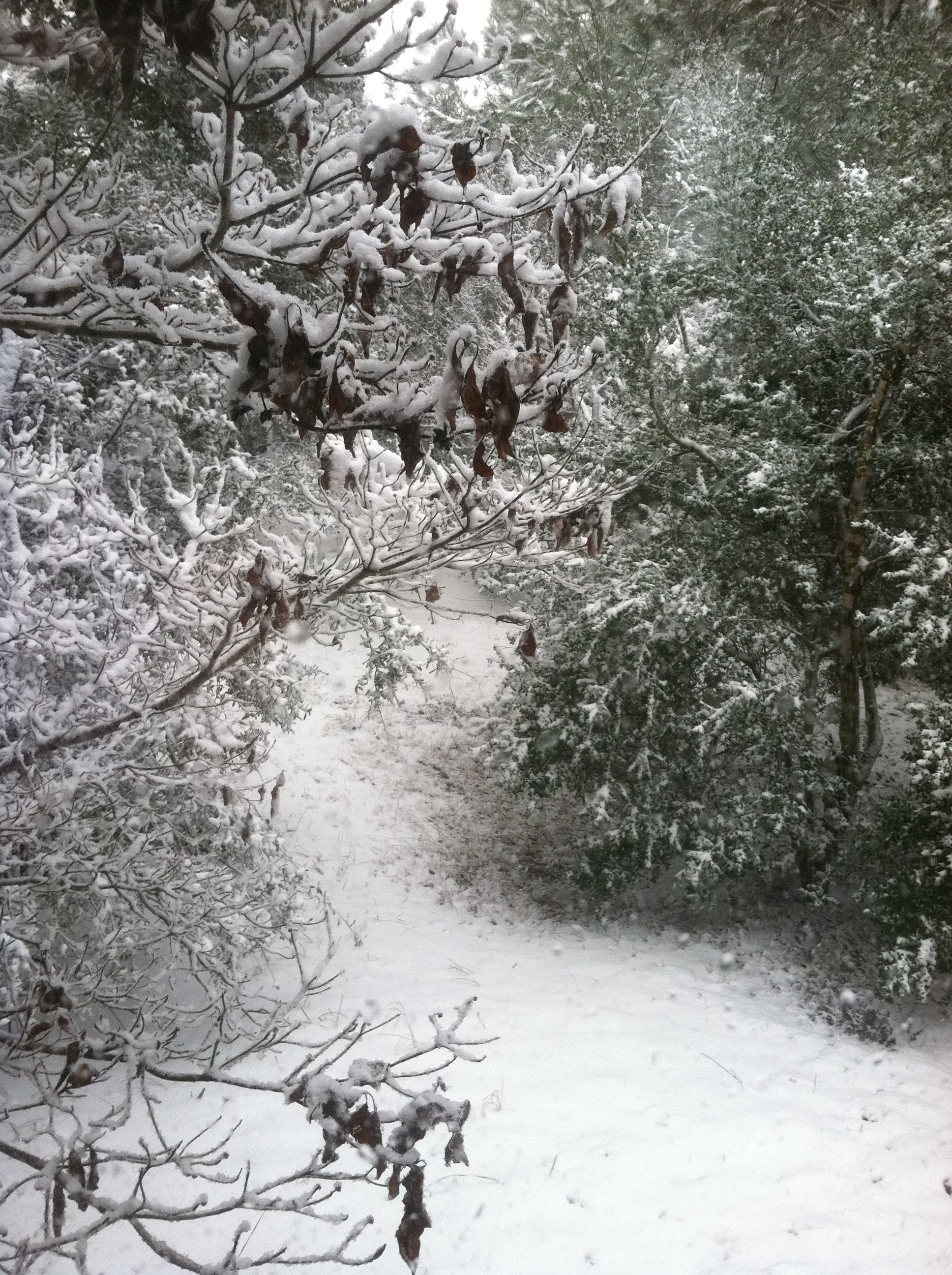 Snow in the Maritime Woods in Frisco