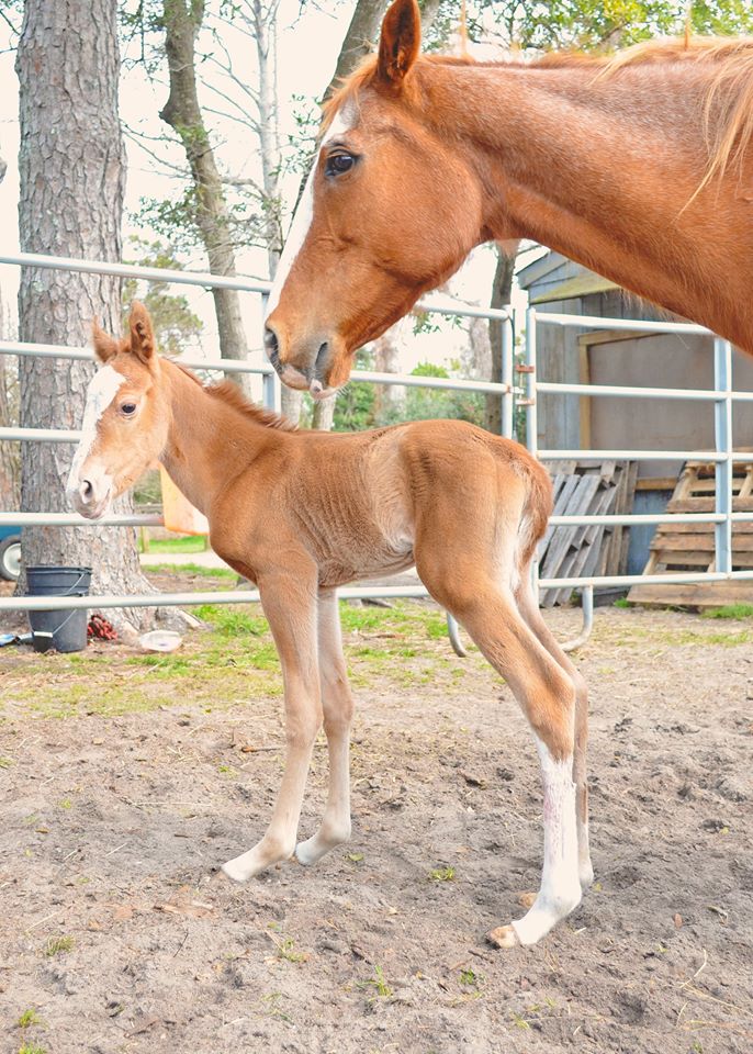 New foal born at Equine Adventures this week!