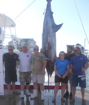 511 lb blue marlin