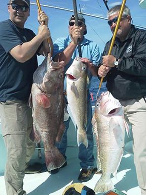 Tuna Duck golden tile, snowy grouper and rose fish