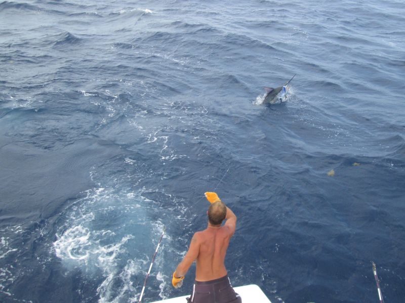 godspeed fishing blue marlin hatteras