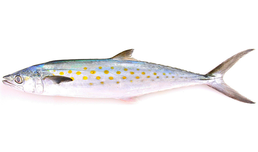 baitmaster spanish mackerel